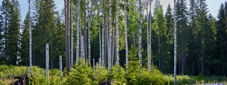 Metsä Group makes a commitment within the Circular Economy Green Deal